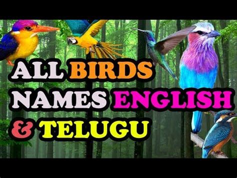 The lesson is made easy through pictorial elaboration which particularly helps beginners. All BIRDS NAMES ENGLISH AND TELUGU WITH VIDEOS AND VOICE ...