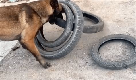 Worlds Smartest Dog Figures Out How To Carry Four Tires At Once