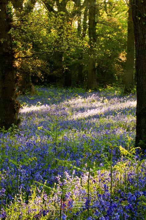 Andrew Stevens Photography Bluebells At Pamphill Asp100 0056