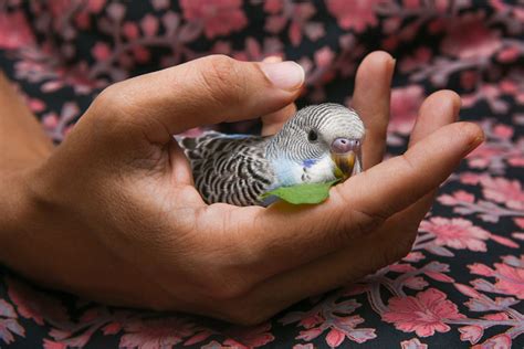 Hand Feeding Week Old Budgie Quotes Trending