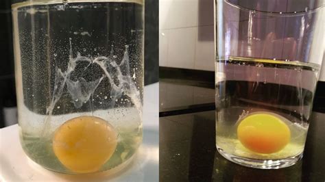 ¿qué Se Hace Con El Huevo Después De La Limpia