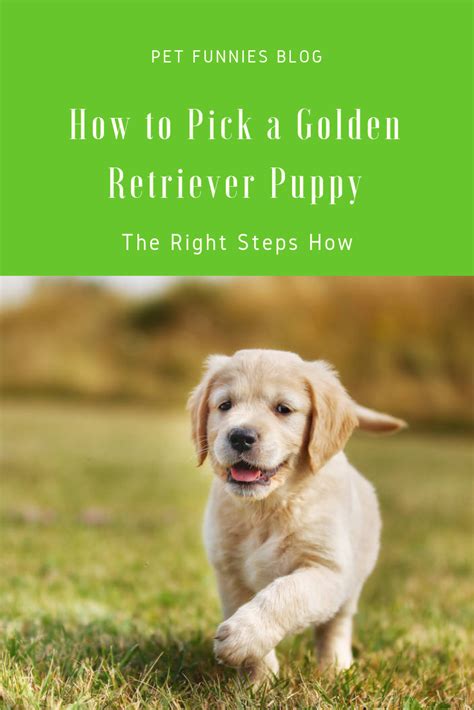 Choosing A Golden Retriever Puppy Isnt As Easy As It Looks Learn How