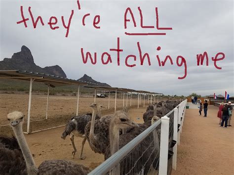 Things To Do In Arizona Rooster Cogburn Ostrich Ranch