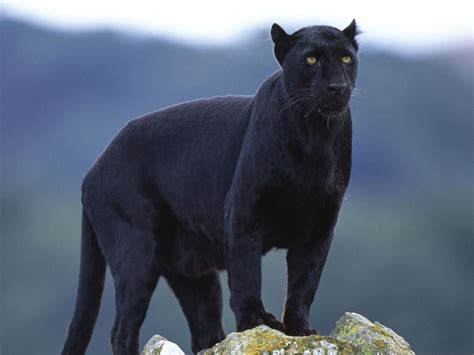 Animals Black Panther Desktop Wallpaper Nr 32929