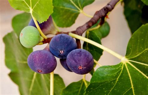 How To Grow A Fiddle Leaf Fig Tree Uk