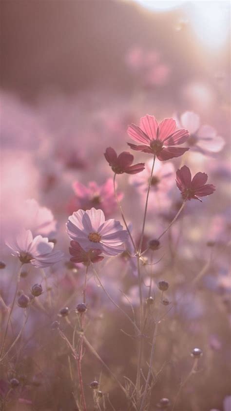 Sαbilα 💕 Ri On Twitter Beautiful Nature Wallpaper Flower Phone