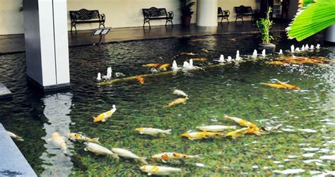 Ini adalah kombinasi dari komponen filtrasi mekanis, biologis, dan lainnya. Prinsip Dasar Membuat Kolam Ikan Koi Sendiri - Akuarium ...