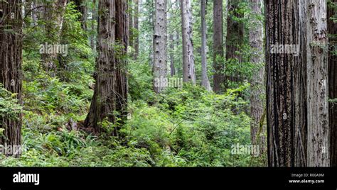 A Coastal Forest Of Redwood Trees Grows In Northern California