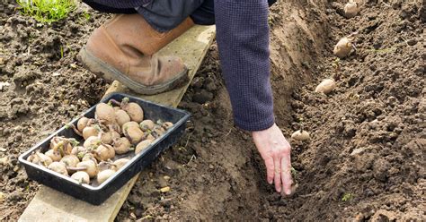 Kartoffeln legen oder setzen so geht s