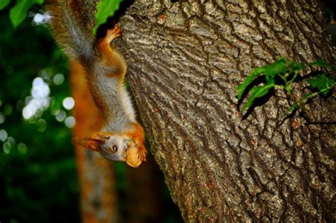Fotos Gratis árbol Bosque Rama Hoja Fauna Silvestre Verde Selva