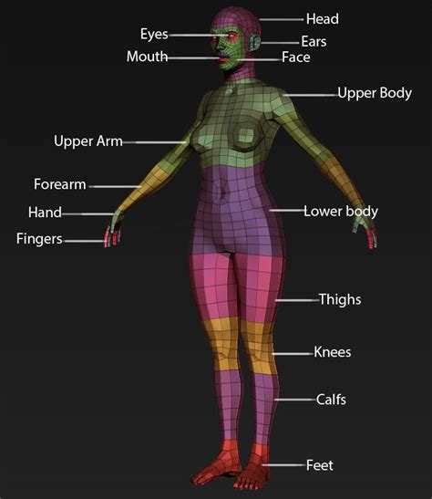 83 Best 3d Human Body Wireframe References Images On Pinterest Wire
