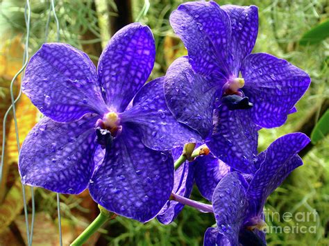 Purple Spotted Orchids Photograph By Sue Melvin Fine Art America