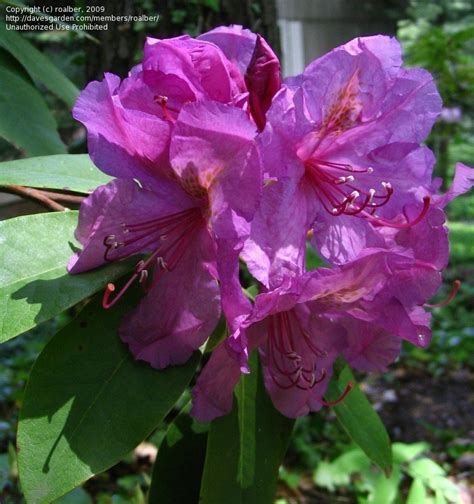 The leaves redden in fall. PlantFiles Pictures: Rhododendron 'Lee's Dark Purple ...