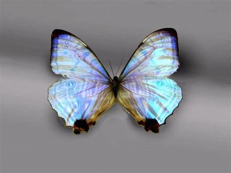 Iridescent Butterfly Butterfly Kisses Butterfly Wings Blue Butterfly