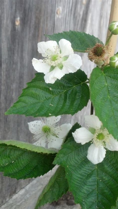 I show how to pipe blackberries and raspberries without getting little peaks on each seed, and how to pipe and dust a beautifully complex blackberry blossom flower. Blackberry blossoms. | Blossom, Plants