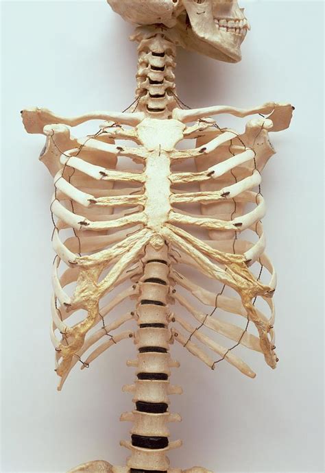 Rib Cage Diagram With Organs Human Anatomy Body