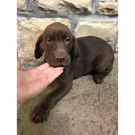 Silver lab puppies for sale in pa. Akc chocolate lab male puppy last one left in Columbus ...