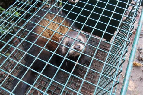 Effektive hilfe gegen marder im garten verspricht der örtliche jäger. Marder im Garten » Erkennen und erfolgreich vertreiben