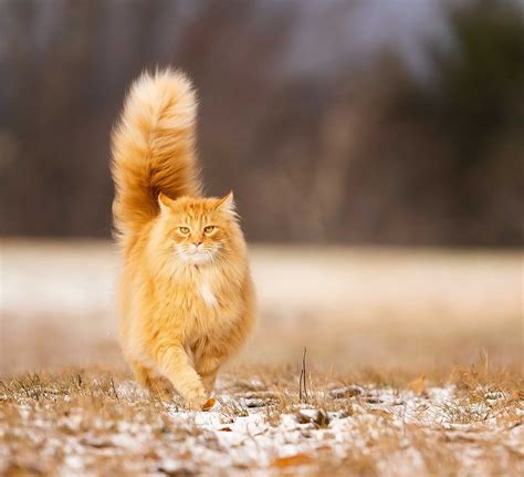 Jim davis, creator of garfield, once said in do ginger cats live up to the fiery temperament ginger haired humans are rumored to have? 10 Orange Cat Breed Facts That Will Only Deepen Your ...