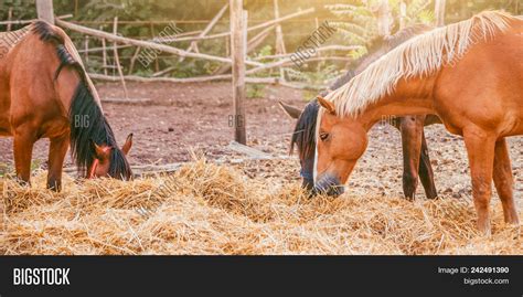 Horses Eating Hay Image And Photo Free Trial Bigstock