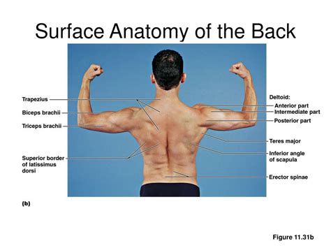 Back Muscles Surface Anatomy Muscular And Surface Anatomy Plastic