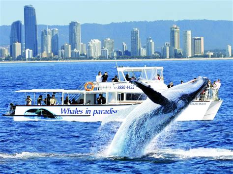 Gold Coast Whale Watching Tour