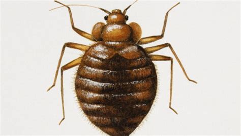 Is Your City Crawling With Bed Bugs