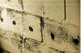 Termite Hole In Wall Pictures