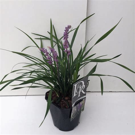 Liriope Muscari Moneymaker — Plant Wholesale Floraccess