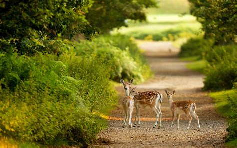 Animals Deer Babies Fawn Doe Path Roads Trees Forest Nature Landscape