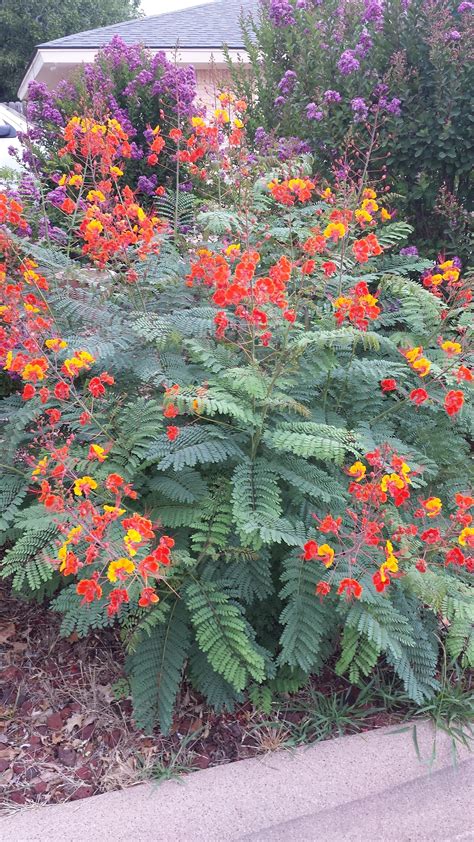 As a texas homeowner, you should familiarize yourself with the five following types of weeds, all of which grow in texas. What's this plant? I always admire it on my runs but don't ...