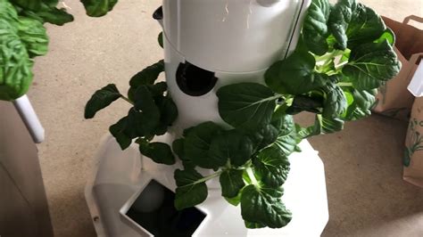 At bok tower gardens there is something to discover for visitors of all ages. Tower Garden Home | Random ramblings and refill - YouTube