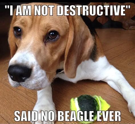 30 Best Beagle Memes Of All Time The Paws