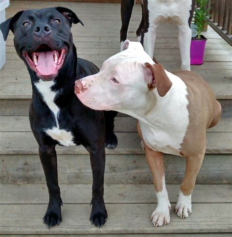 19 Smiling Pit Bulls Who Are Really Really Really Happy