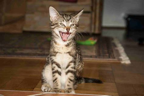 I felini la utilizzano, infatti, per assolvere a differenti funzioni. La lingua del gatto: funzionalità, caratteristiche e malattie