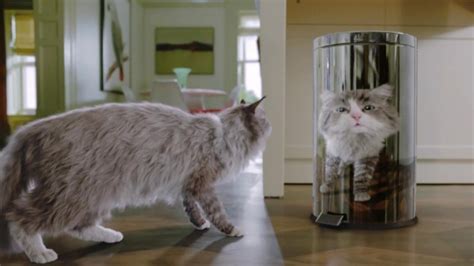 After a stray cat adopts zachary, he meets marilee and realizes the single life is not as fulfilling as he thought it was. Nine Lives movie information