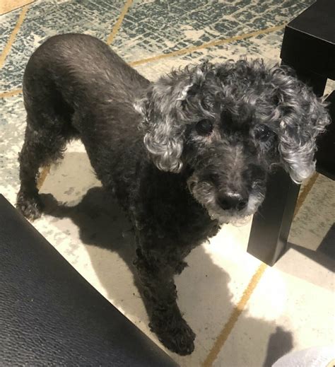 Three catalysts and there are a pair of catalysts that could trigger another decline in 2021. Pet of the Week: 2021 pets | WTOP