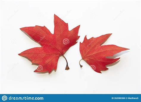 Dry Autumn Red Maple Leaves On A White Background Stock Photo Image