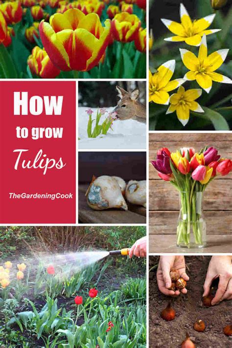 Growing Tulips - How to plant, and Care for Tulips + Warm Weather Tips