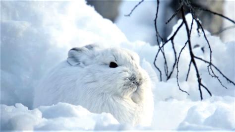 Snowshoe Hare Takes Camouflage To The Next Level In Snow Animals
