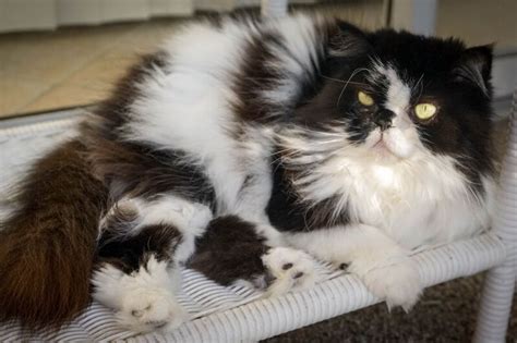 Black And White Long Haired Cat Breeds - Hair Style Lookbook for Trends