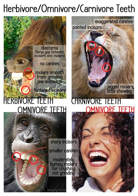 Do Humans Have Vegetarian Or Omnivore Teeth Winging Itme2012