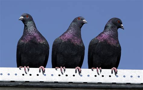 3 Pigeons This Is 3 Times The Same Pigeon I Made Them Sit Flickr