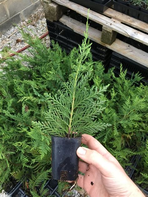 How To Propagate A Leyland Cypress Tree Using Cuttings Dengarden