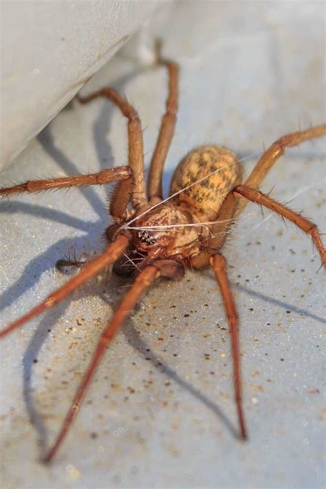 Brown House Spider Bite Symptoms