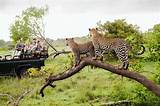 Pictures of Safari Park In South Africa