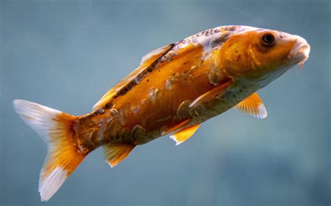 Technology in the Koi Aquarium