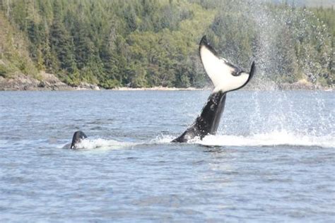 Killer Whale Tail Slapping Grizzly Bear Tours And Whale Watching