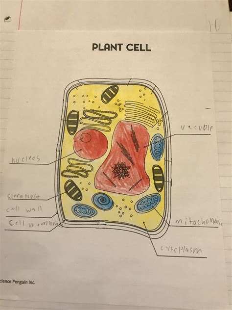 Ces 5th Grade Science Plant Cell Identification Diagram Quizlet