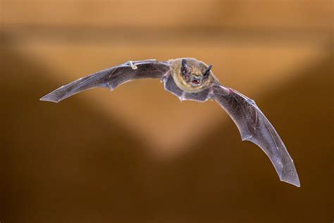 Iowa City Facing Influx Of Bats Worrying Residents The Daily Iowan